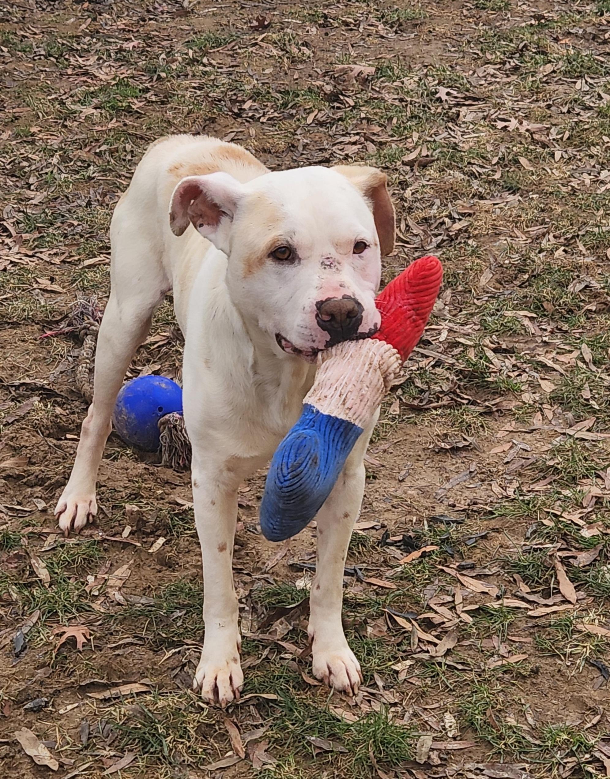 Enlarge Willow, a Adoptable Pit Bull Terrier in Stanley, VA image 6/6
