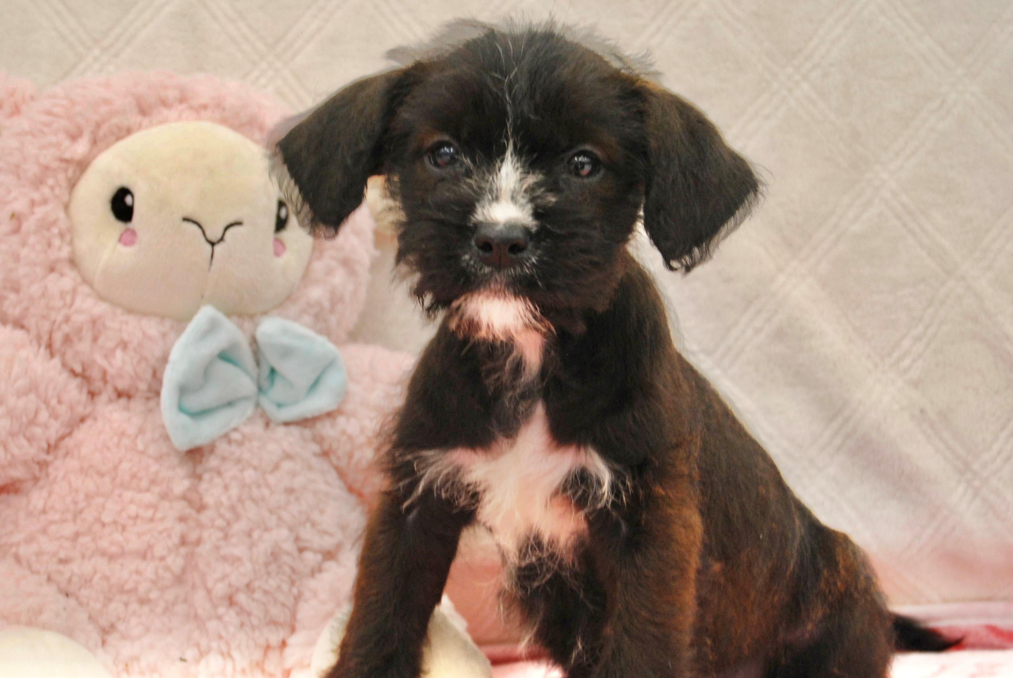 Enlarge CLAIRE, a ADOPTABLE mixed breed in Miami, FL image 1/1