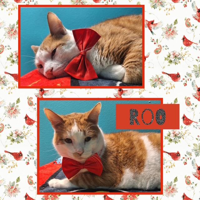 Roo, Adoptable, Adult Male Domestic Short Hair.
