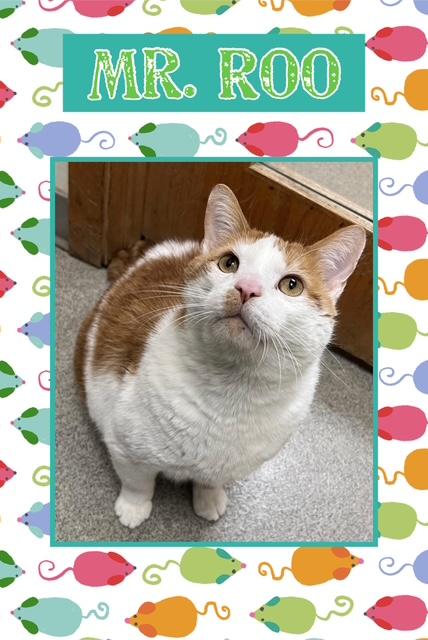 Enlarge Roo, a Adoptable Domestic Short Hair in Kearney, NE image 2/2
