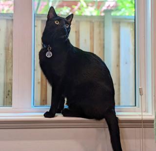 Grim, a ADOPTABLE Domestic Short Hair in Richmond, BC image 3/5