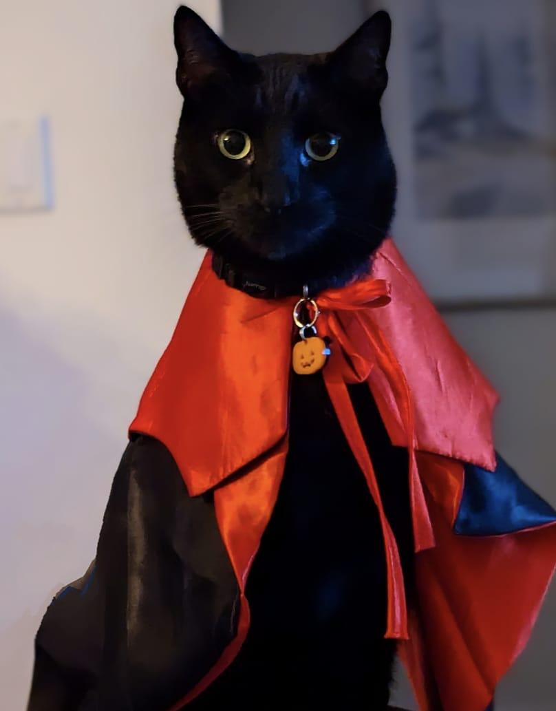 Grim, adopted, Adult Male Domestic Short Hair.