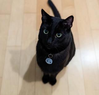 Grim, a ADOPTABLE Domestic Short Hair in Richmond, BC image 2/5