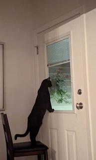 Grim, a ADOPTABLE Domestic Short Hair in Richmond, BC image 5/5