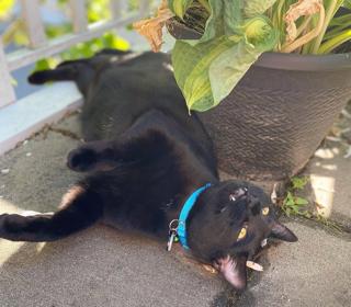 Grim, a ADOPTABLE Domestic Short Hair in Richmond, BC image 4/5