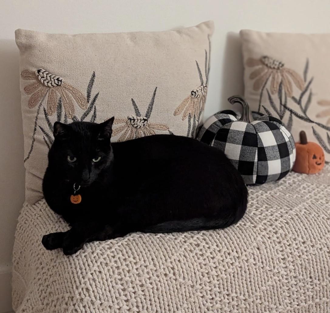 Grim, ADOPTABLE, Adult Male Domestic Short Hair.