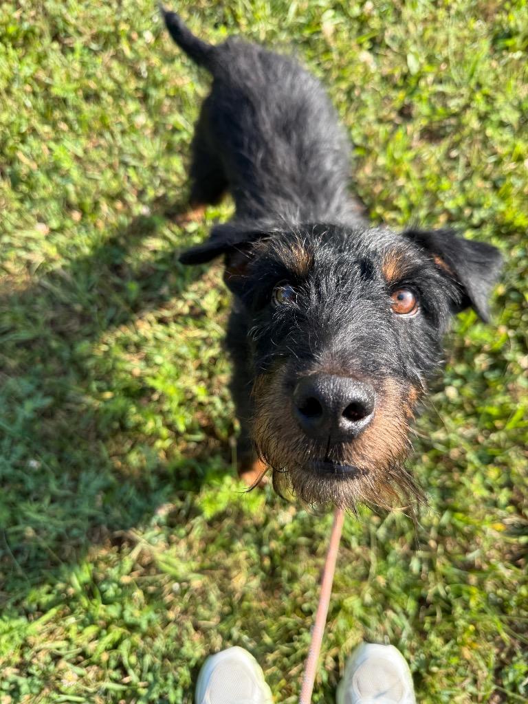 Buckwheat, a Adoptable mixed breed in North Syracuse, NY image 2/2
