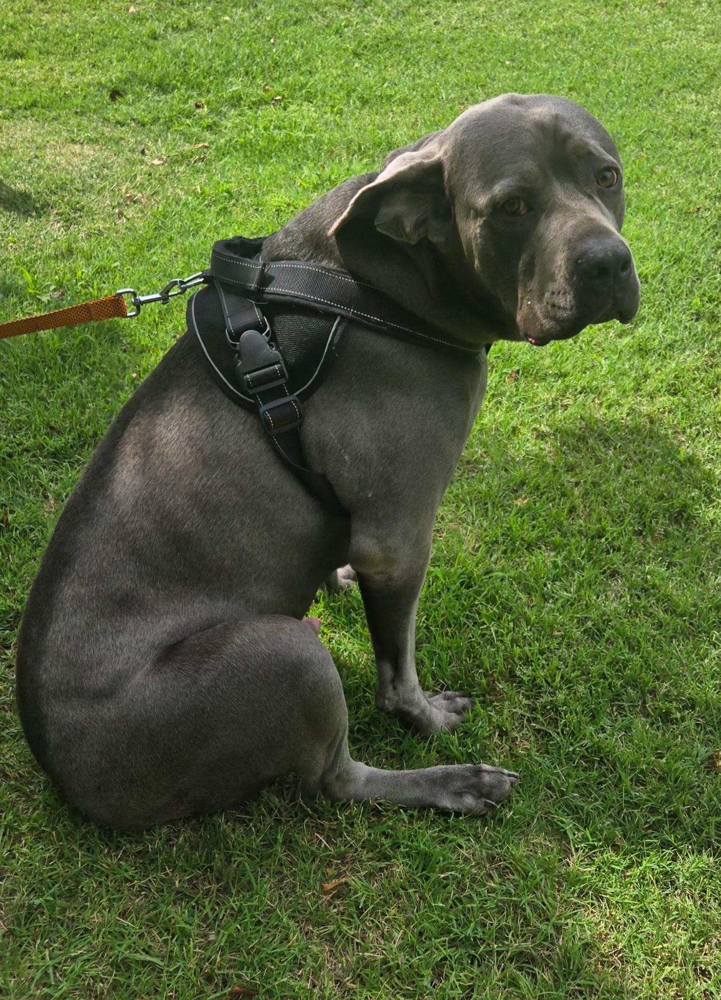 KANE 425, a ADOPTABLE mixed breed in Milwaukee, WI image 1/4