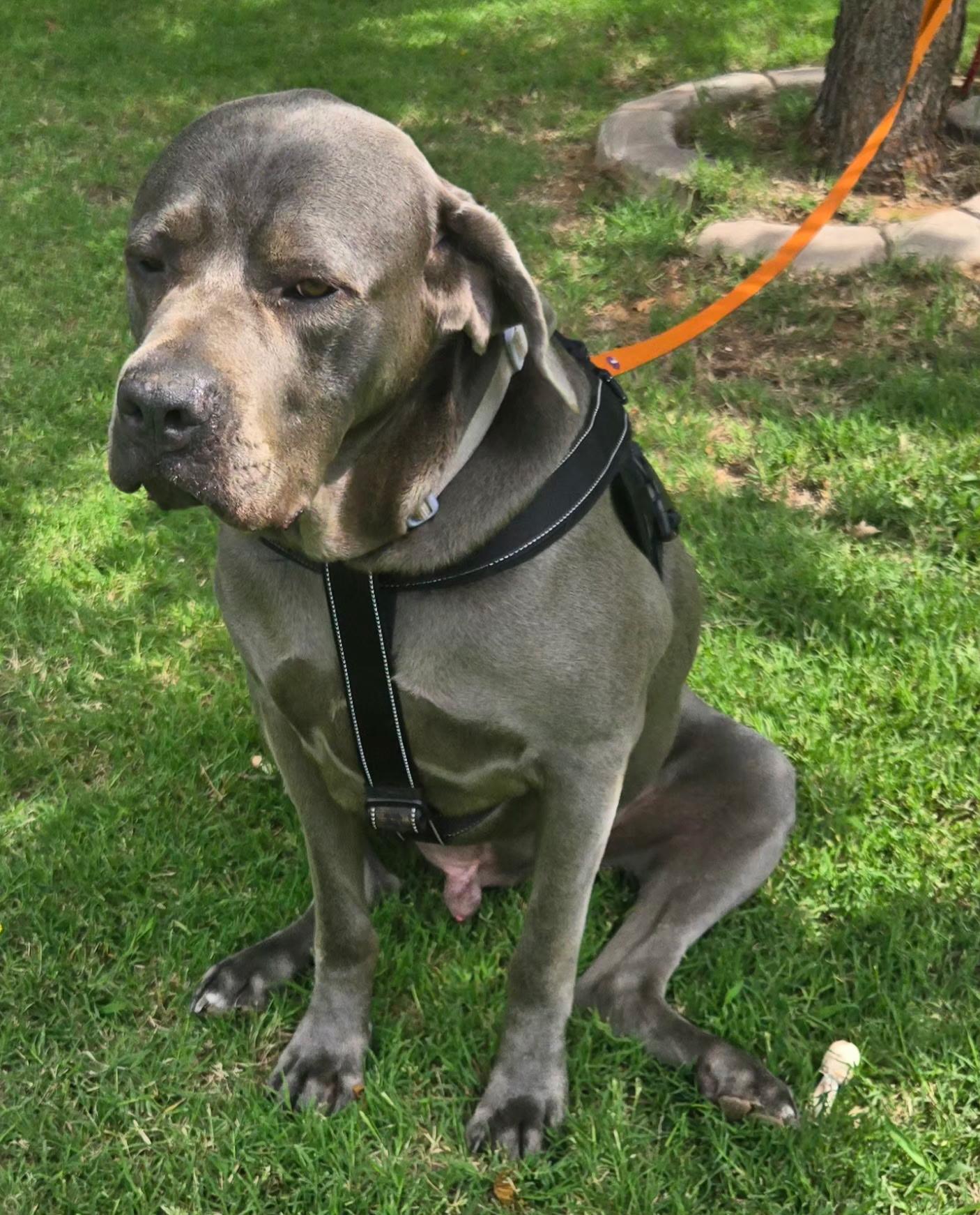 KANE 425, a ADOPTABLE mixed breed in Milwaukee, WI image 3/4