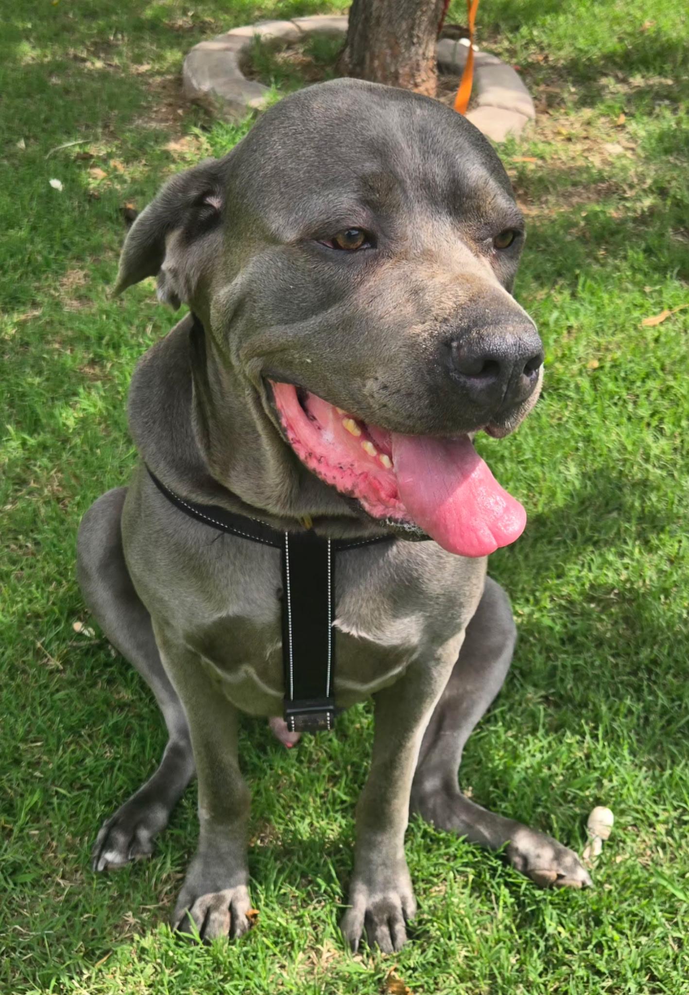 KANE 425, a ADOPTABLE mixed breed in Milwaukee, WI image 4/4