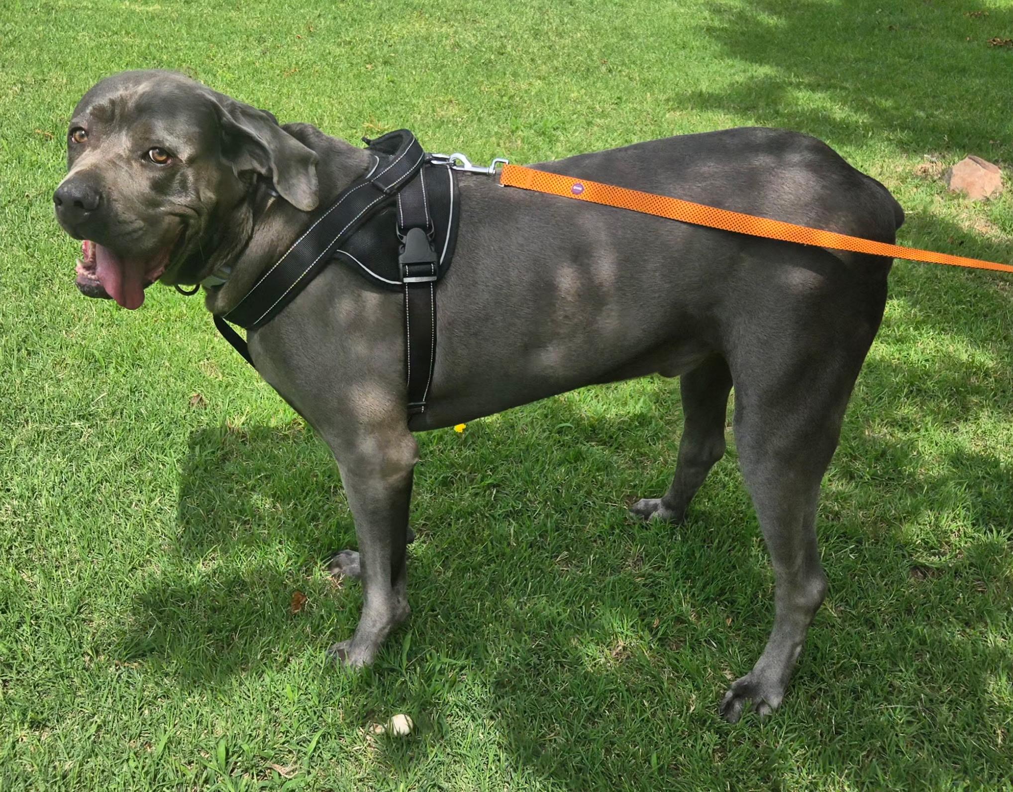 KANE 425, a ADOPTABLE mixed breed in Milwaukee, WI image 2/4