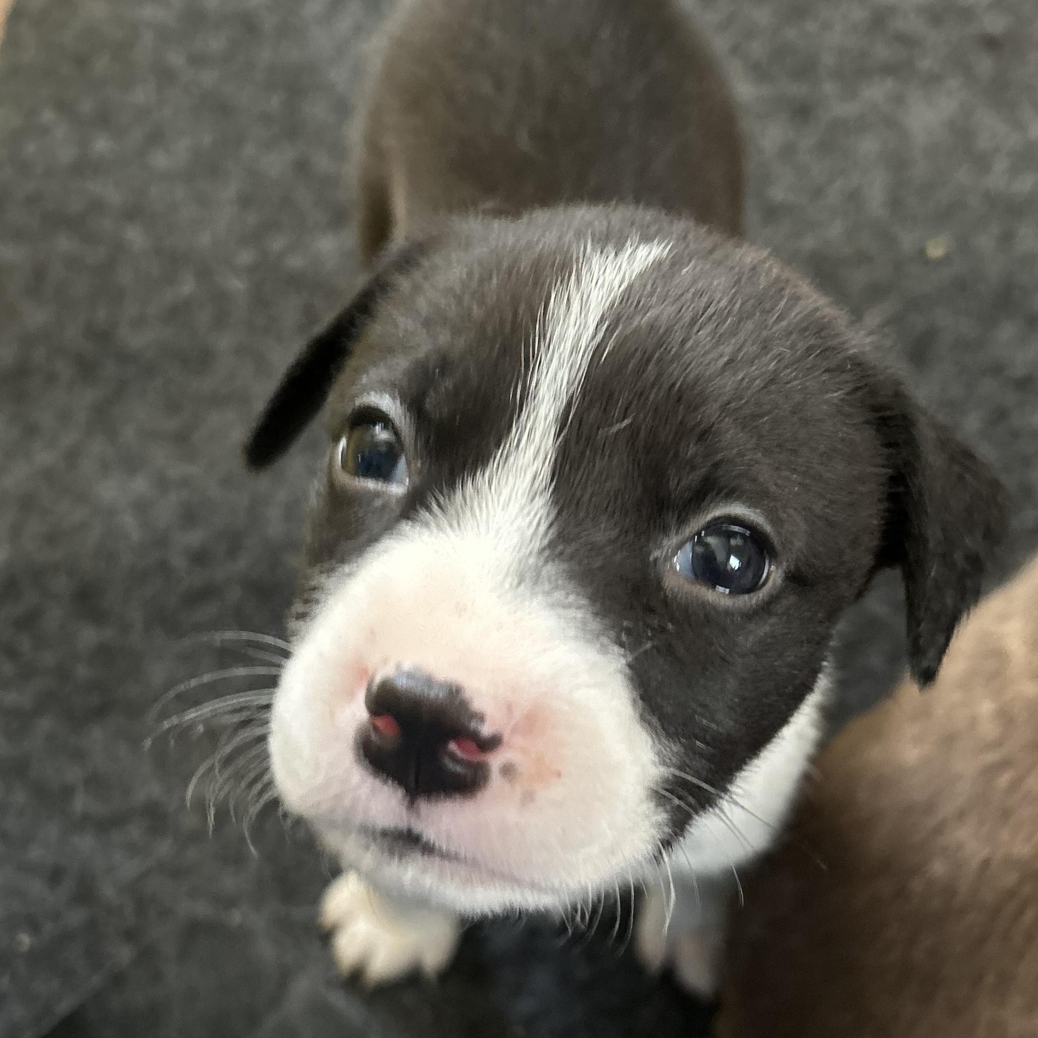 Glory, Baby Female American Staffordshire Terrier