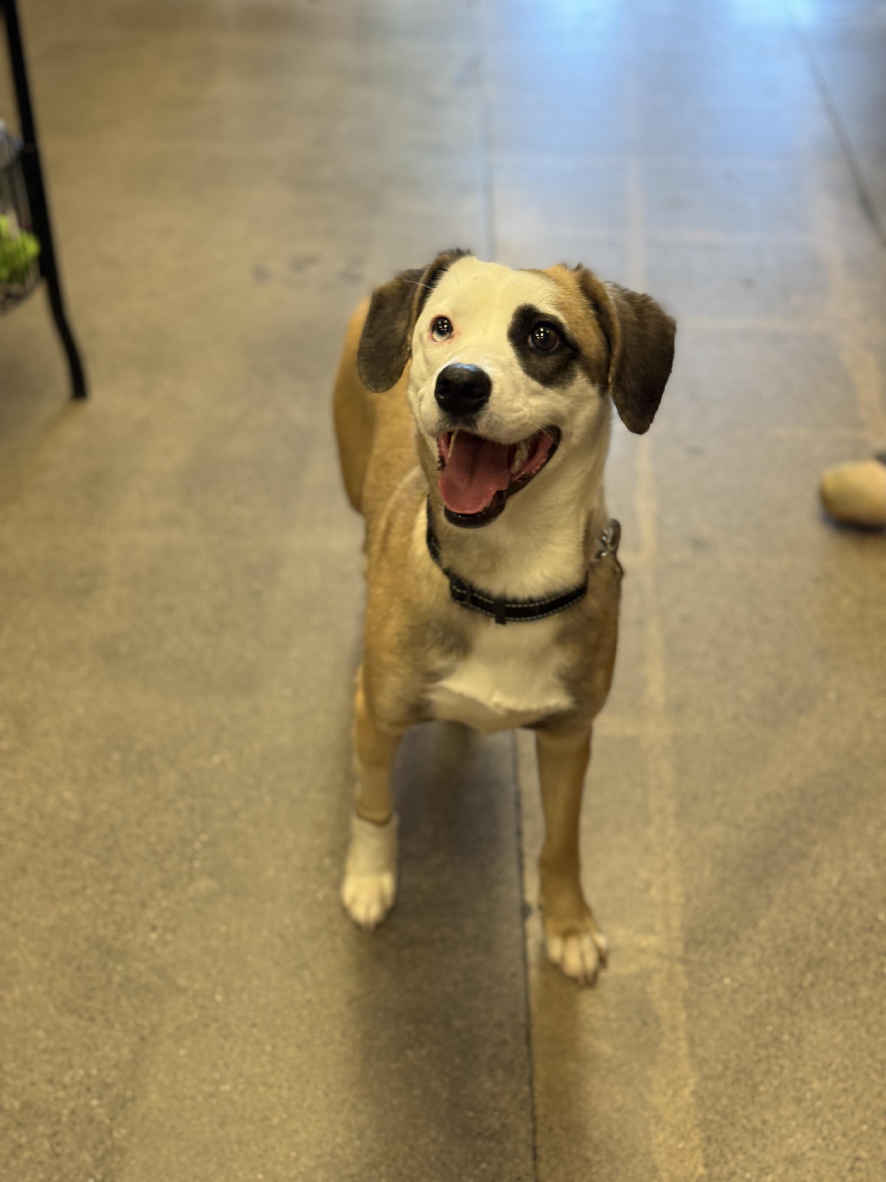 Enlarge 4363 Ella, a Adoptable mixed breed in Phoenix, AZ image 1/3