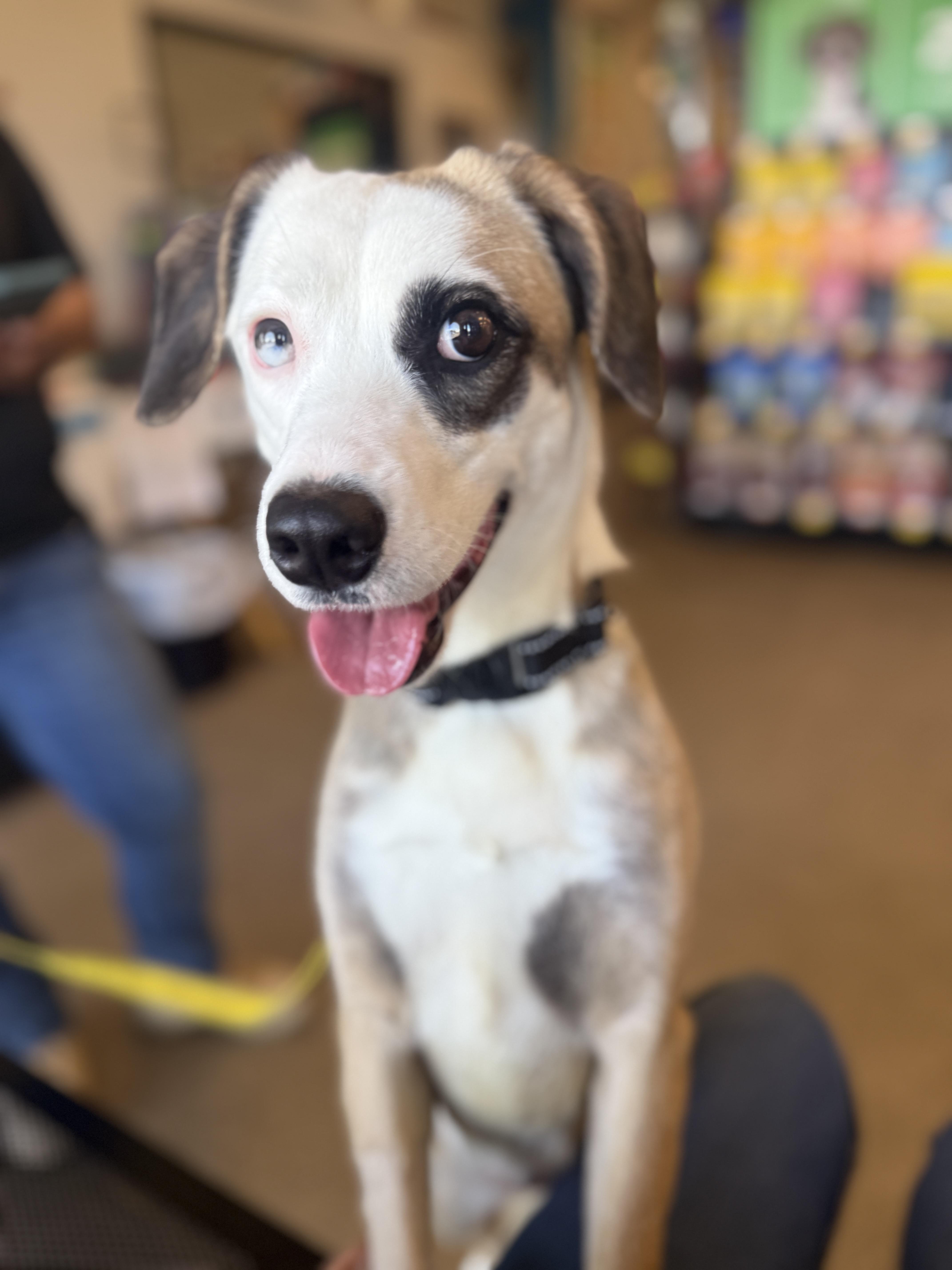 Enlarge 4363 Ella, a Adoptable mixed breed in Phoenix, AZ image 2/3