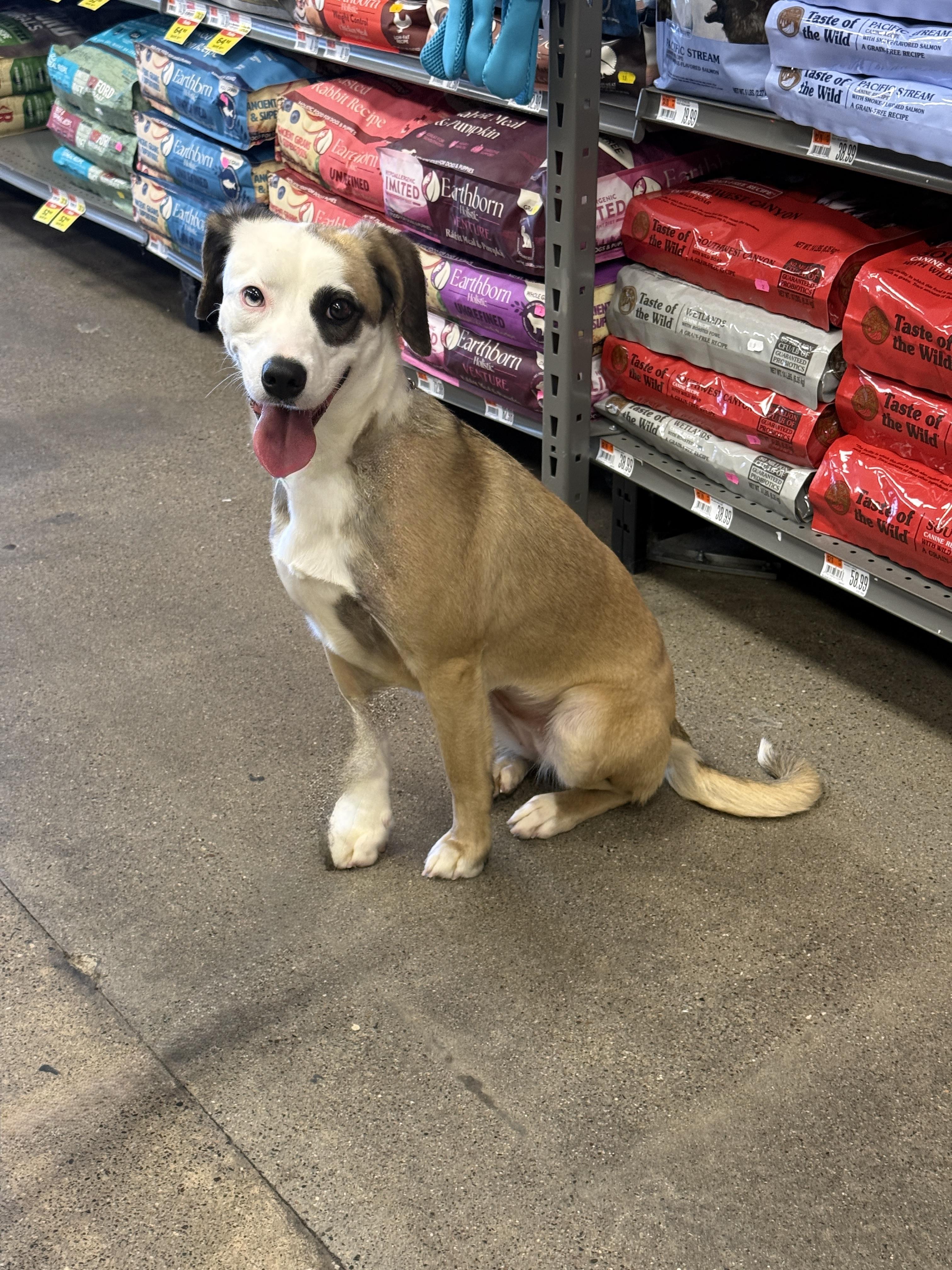 Enlarge 4363 Ella, a Adoptable mixed breed in Phoenix, AZ image 3/3
