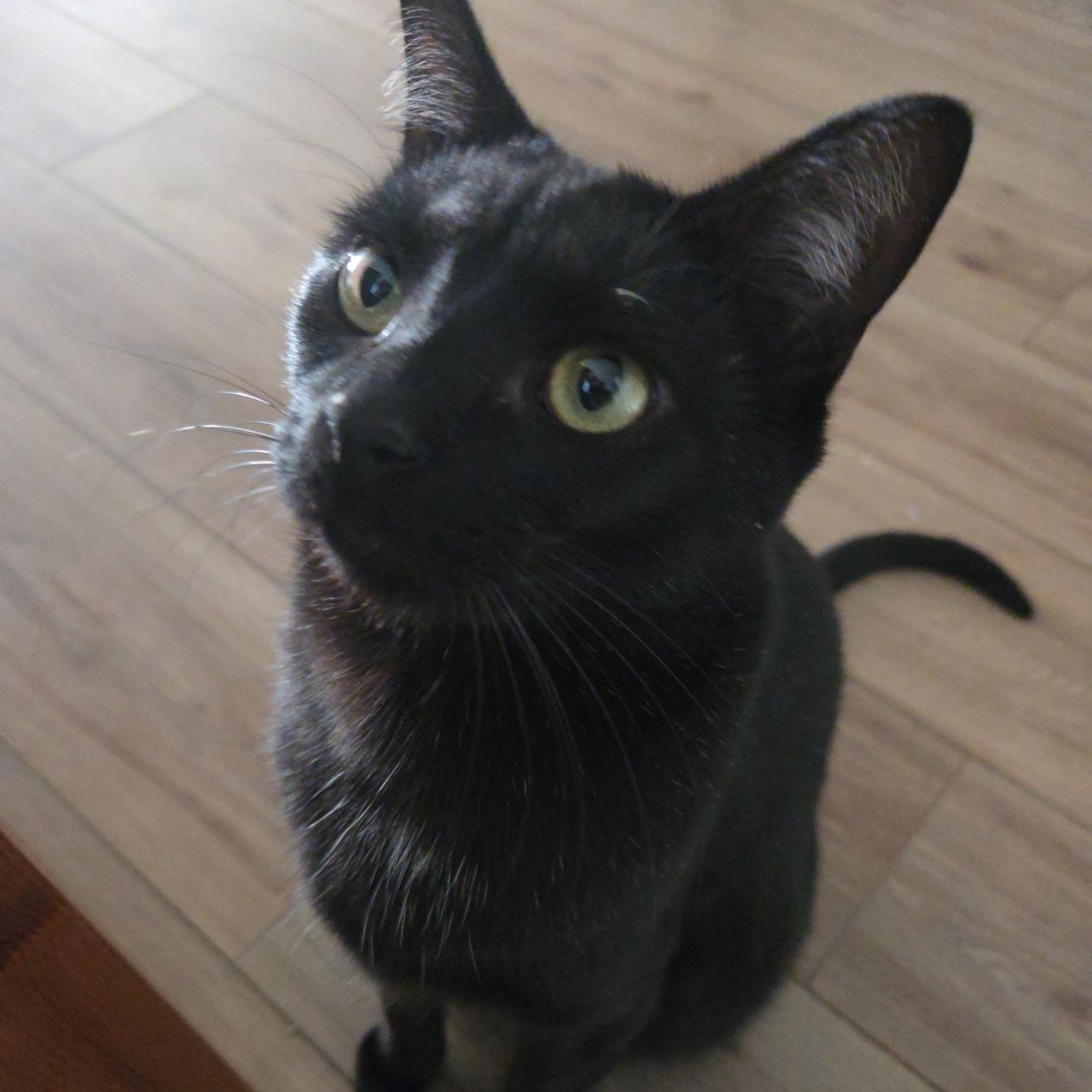 Enlarge Brownie , an adopted American Shorthair in Austin, TX image 1/2