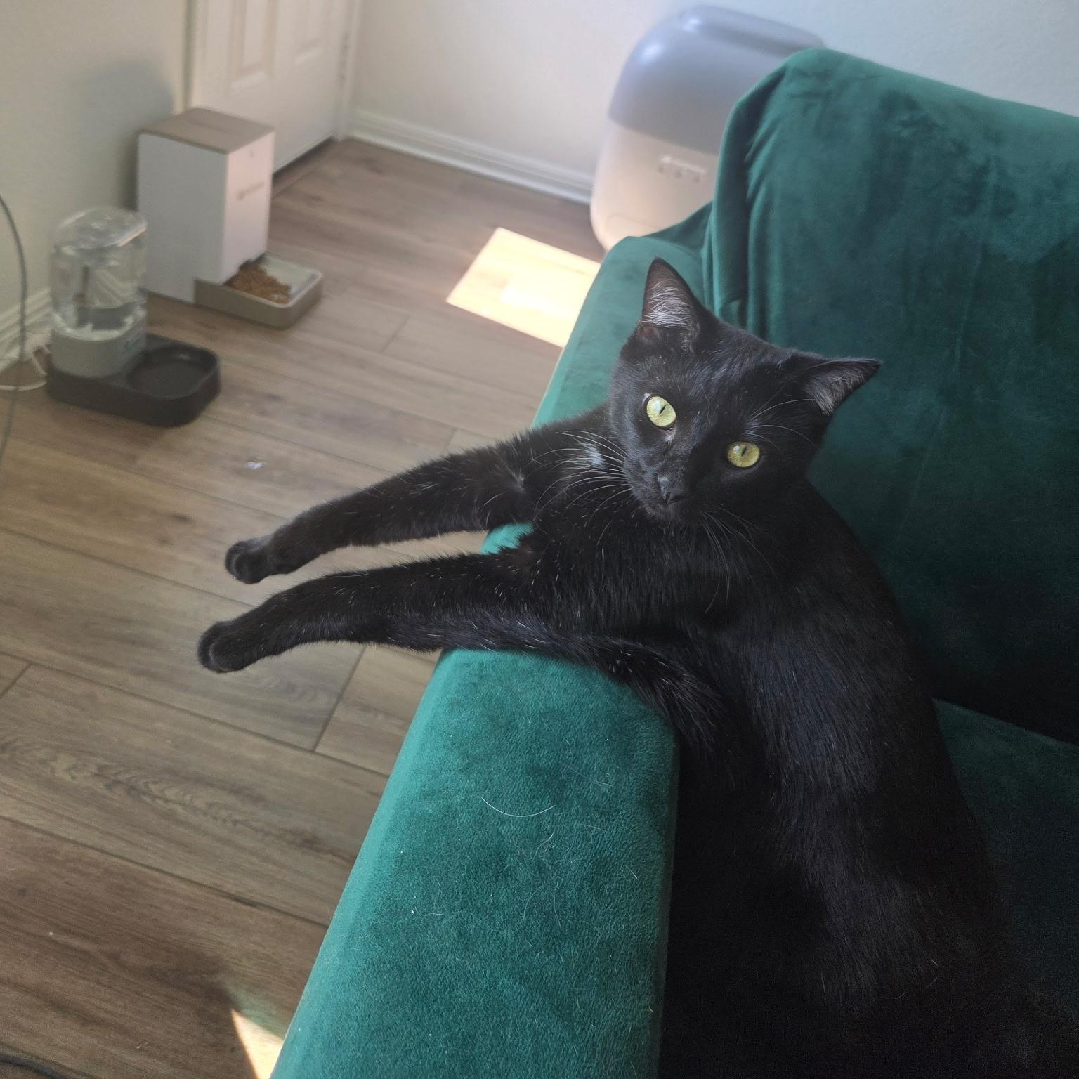 Enlarge Brownie , an adopted American Shorthair in Austin, TX image 2/2