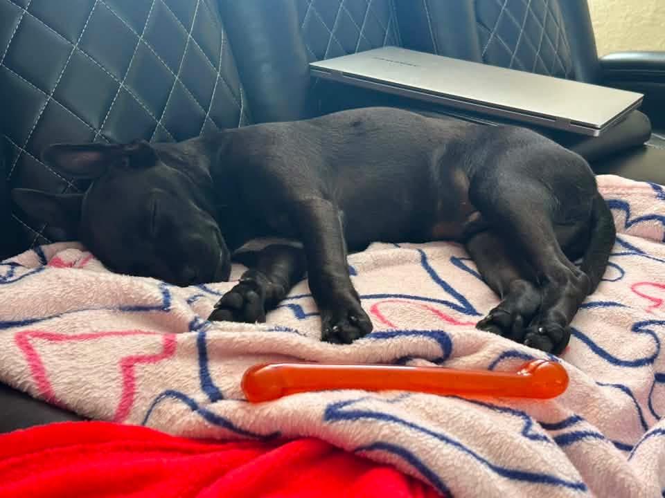 Enlarge Jack, an adopted mixed breed in Dublin, CA image 2/5