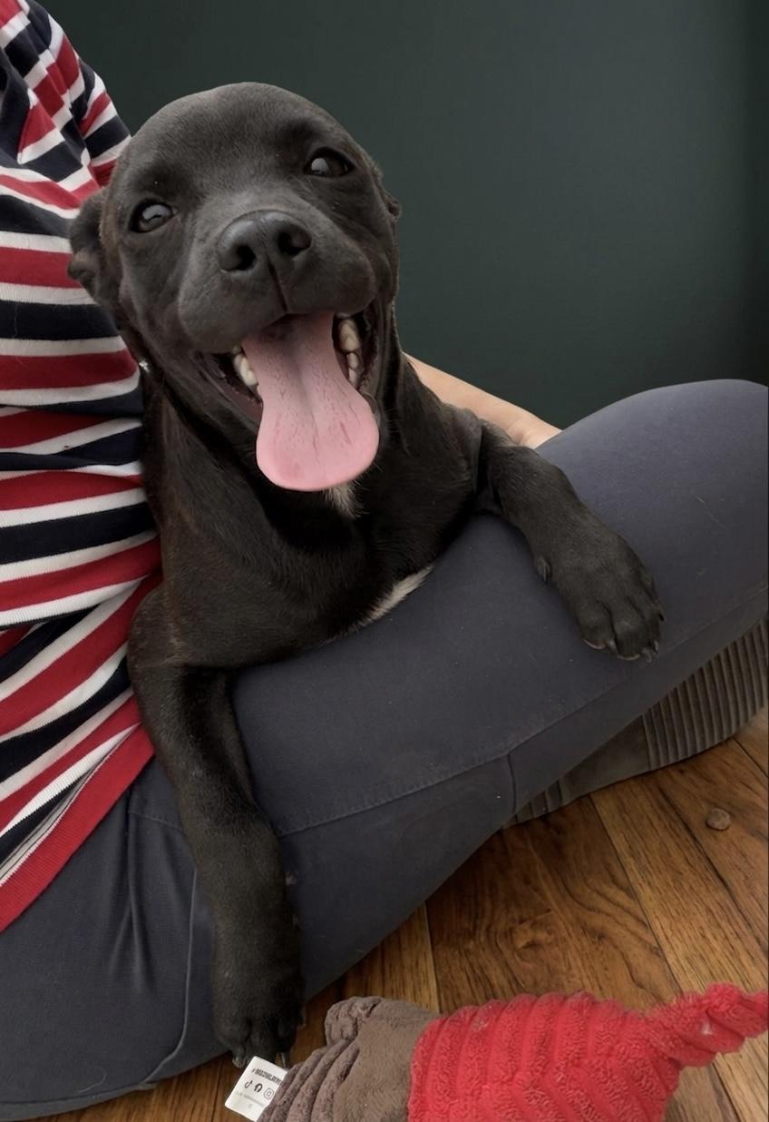 Enlarge Jack, an adopted mixed breed in Dublin, CA image 4/5