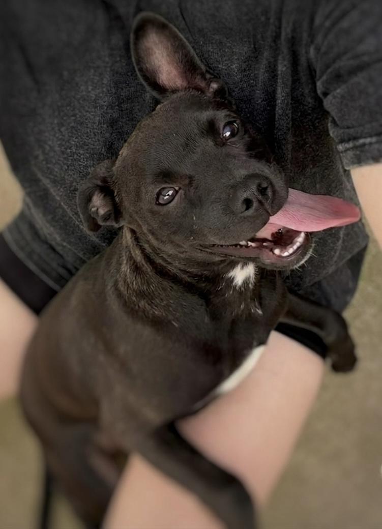 Enlarge Jack, an adopted mixed breed in Dublin, CA image 5/5