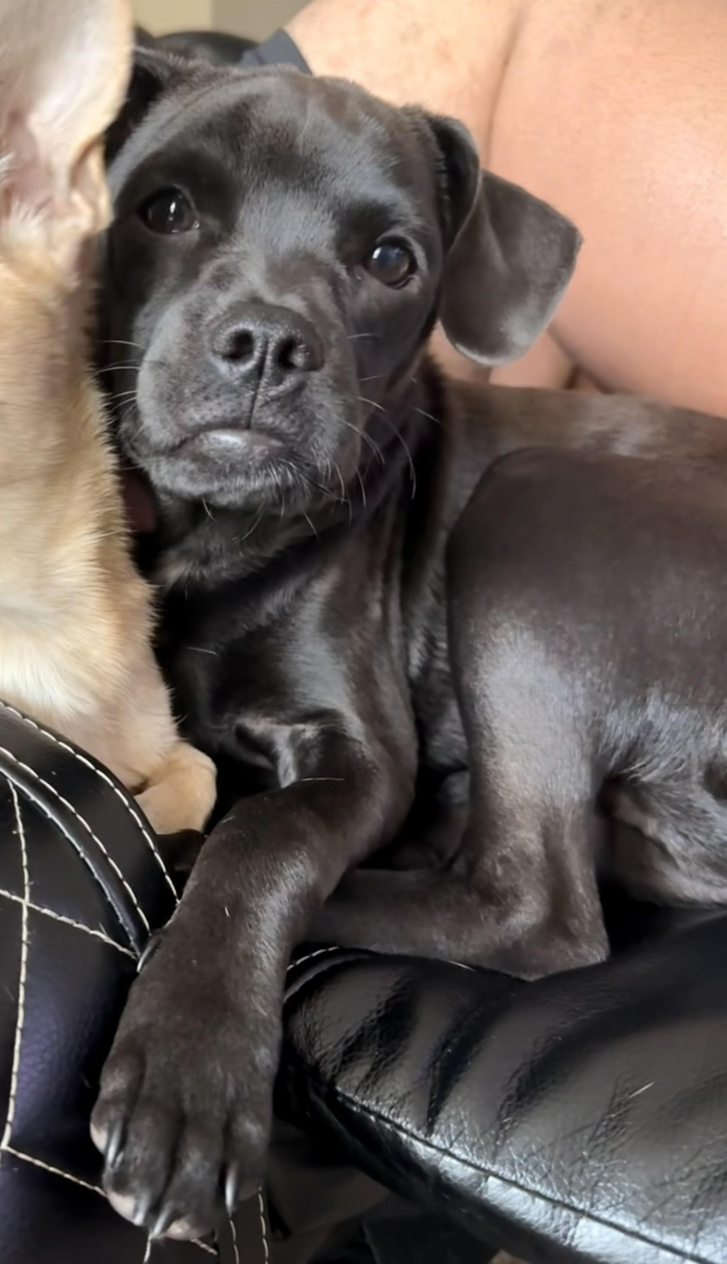 Jack, adopted, Young Male Chihuahua & Pug.