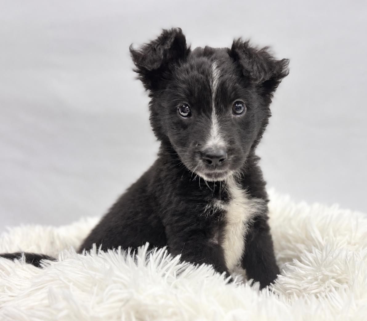 Enlarge Future: Omen, a Adopted mixed breed in Palo Alto, CA image 1/3