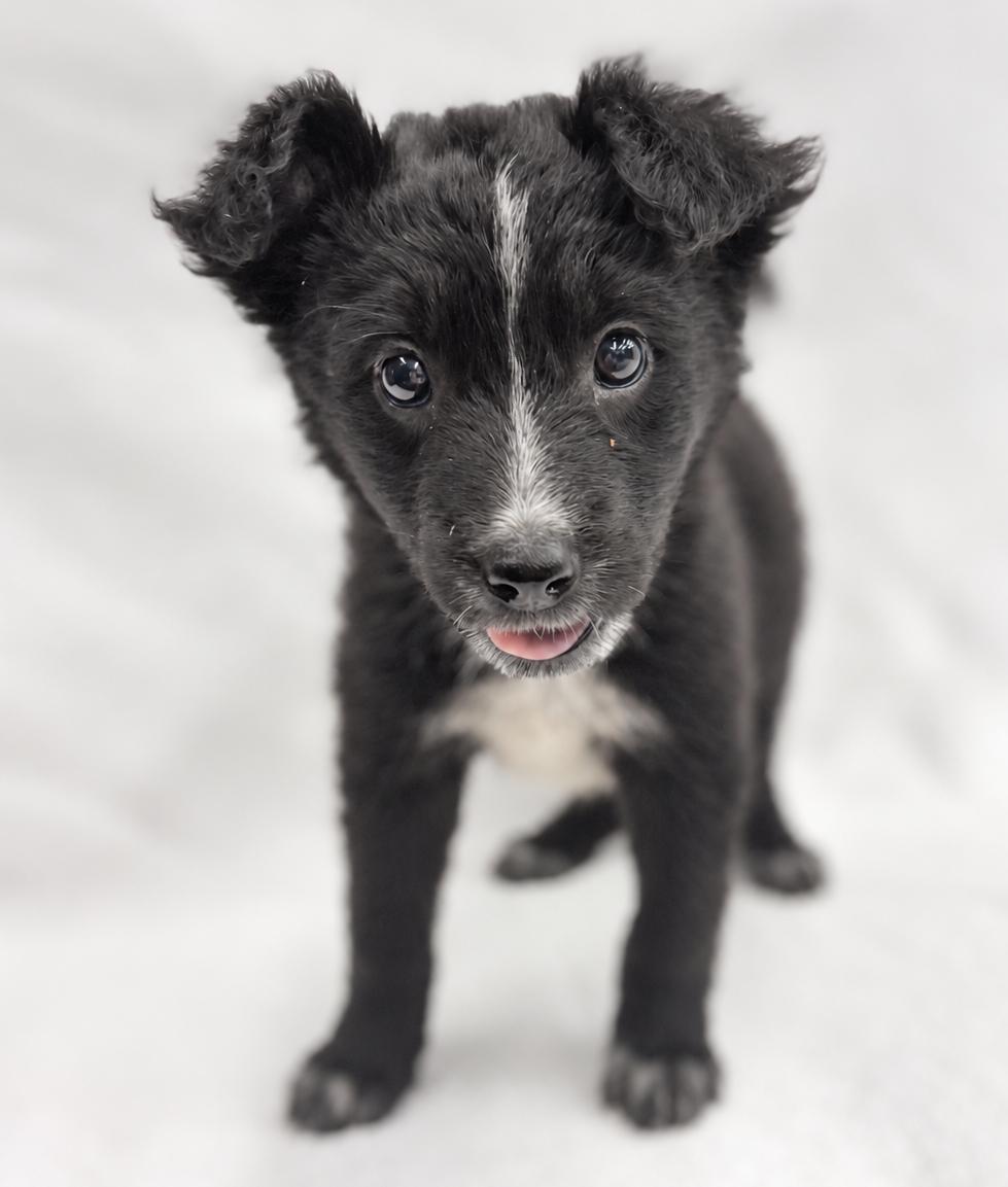 Enlarge Future: Omen, a Adopted mixed breed in Palo Alto, CA image 2/3