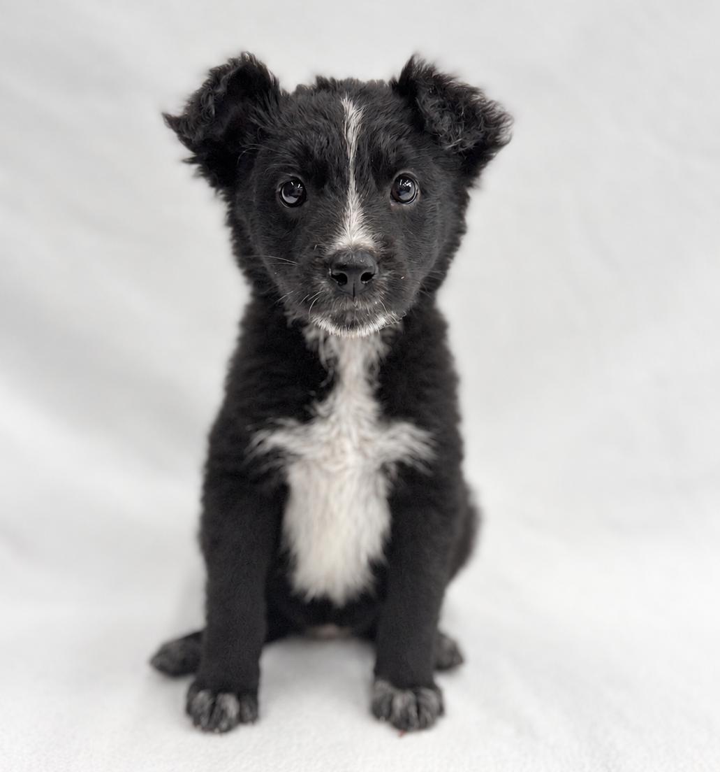 Enlarge Future: Omen, a Adopted mixed breed in Palo Alto, CA image 3/3