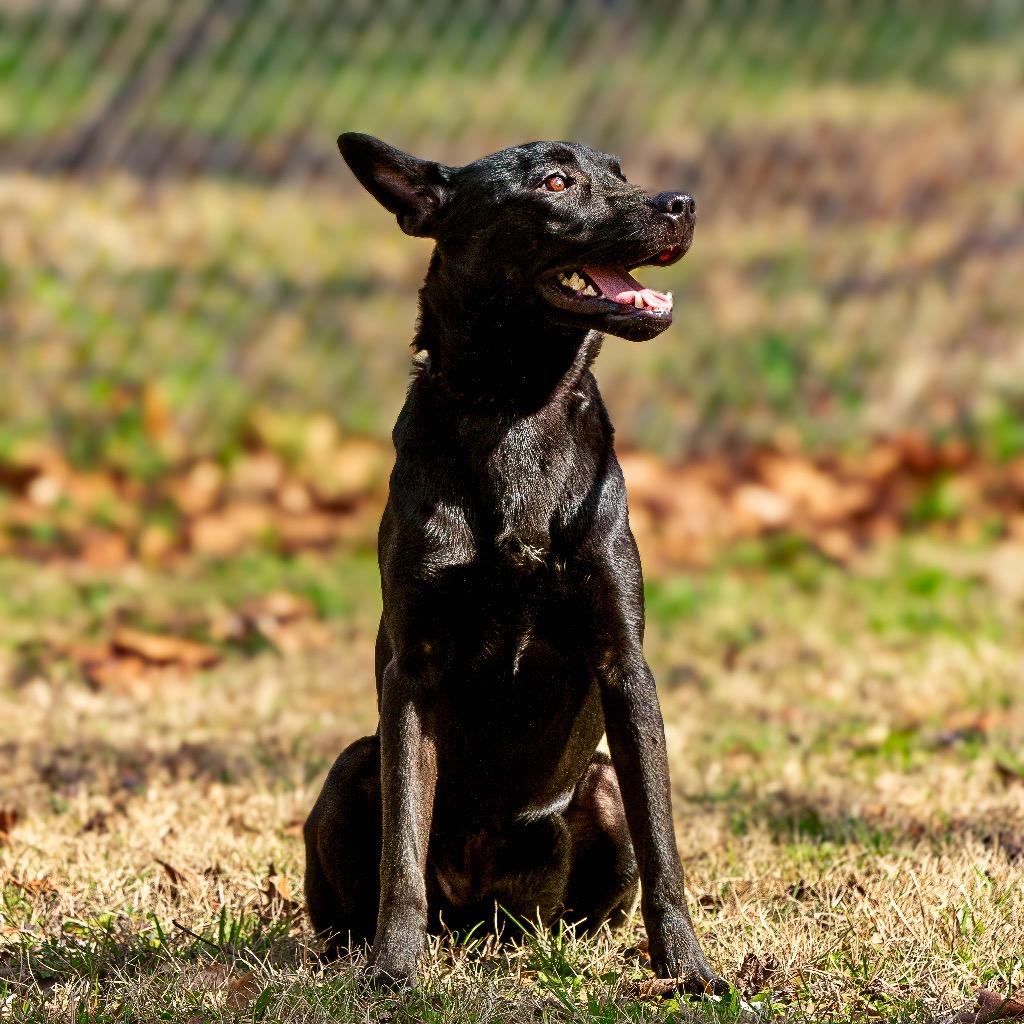 Vera Fang, Adoptable, Adult Female Terrier.