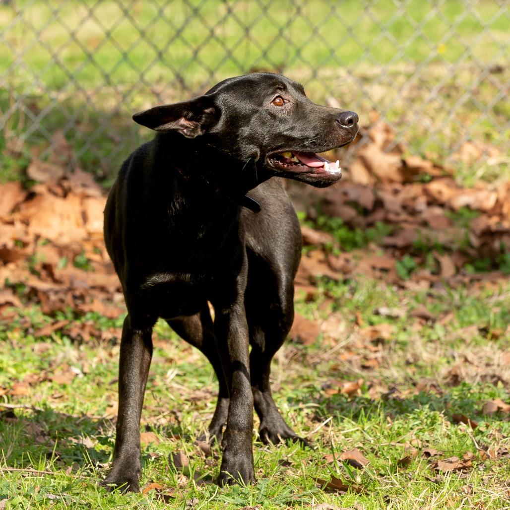 Enlarge Vera Fang, a Adoptable mixed breed in Livingston, TX image 2/6