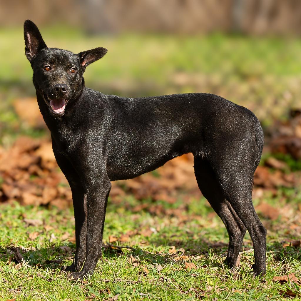 Enlarge Vera Fang, a Adoptable mixed breed in Livingston, TX image 3/6
