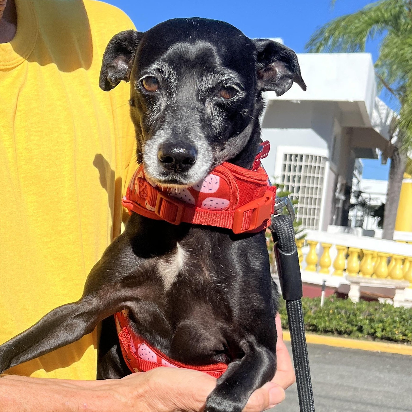 Pixie , ADOPTABLE, Adult Female Chihuahua.