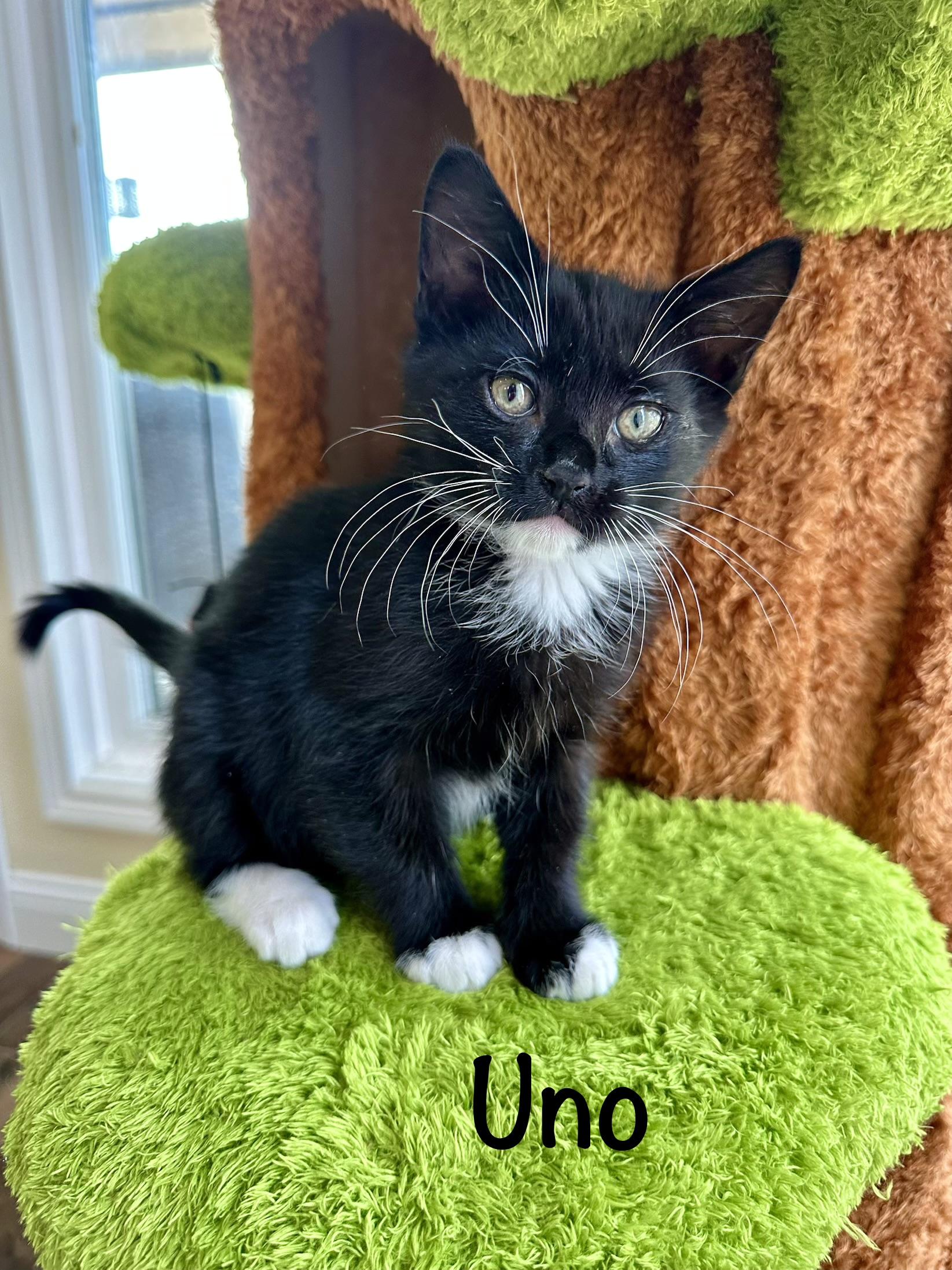 Uno, Adoptable, Kitten Male Domestic Short Hair.