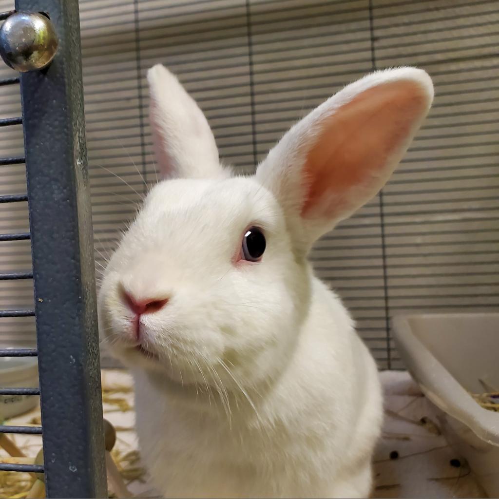 Rapunzel, a Adoptable American in Brea, CA image 1/6