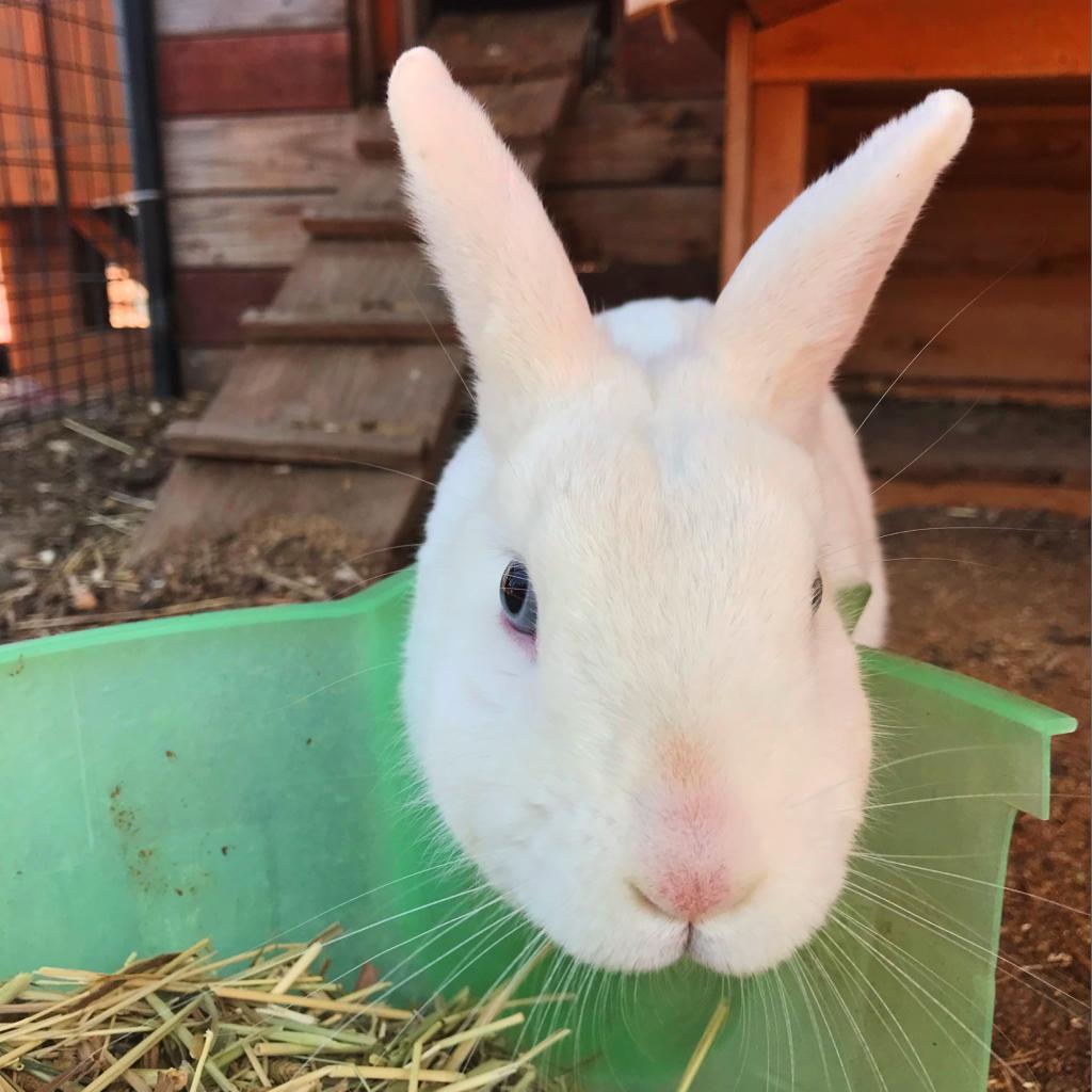 Rapunzel, a Adoptable American in Brea, CA image 2/6