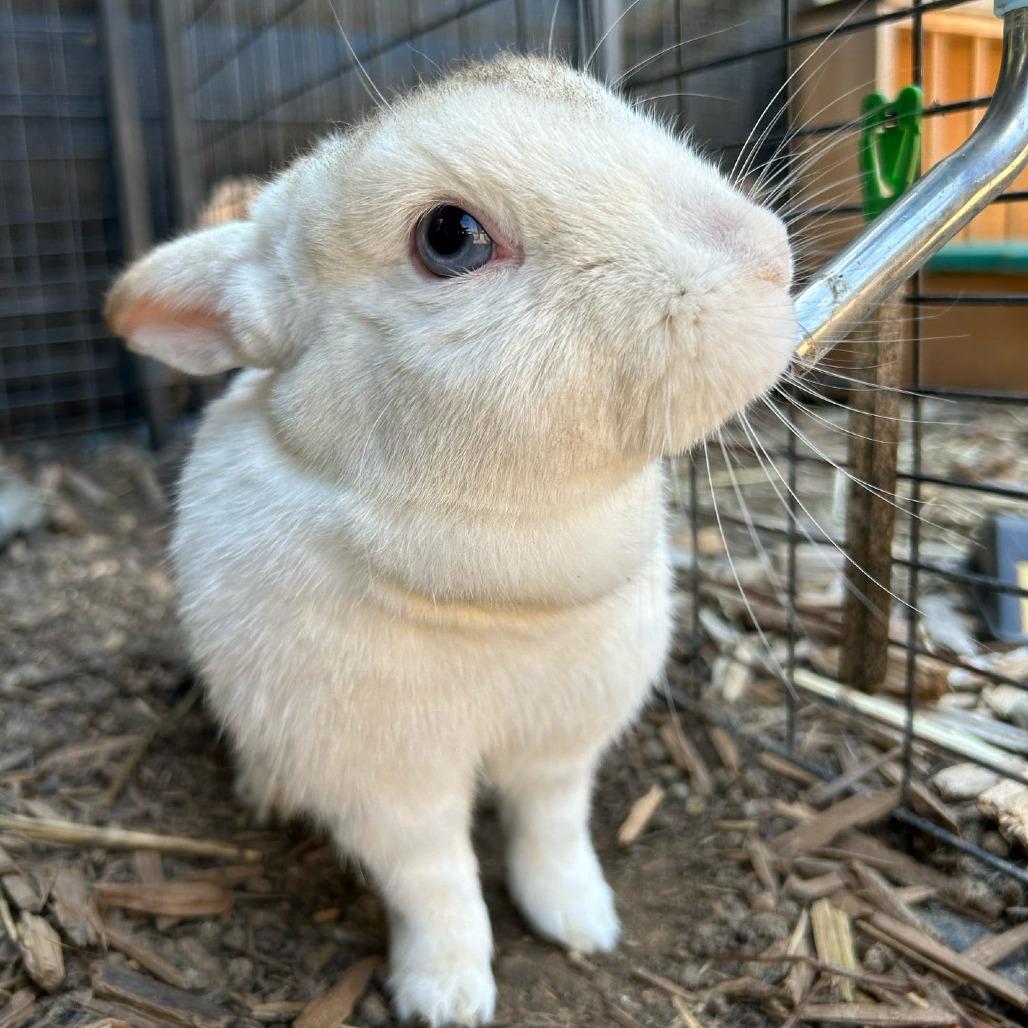 Rapunzel, a Adoptable American in Brea, CA image 1/6