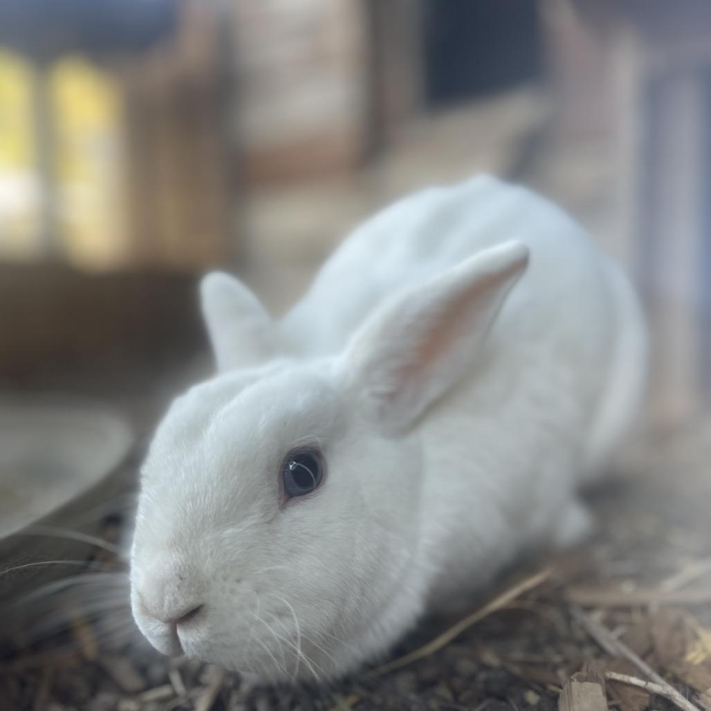 Rapunzel, a Adoptable American in Brea, CA image 4/6