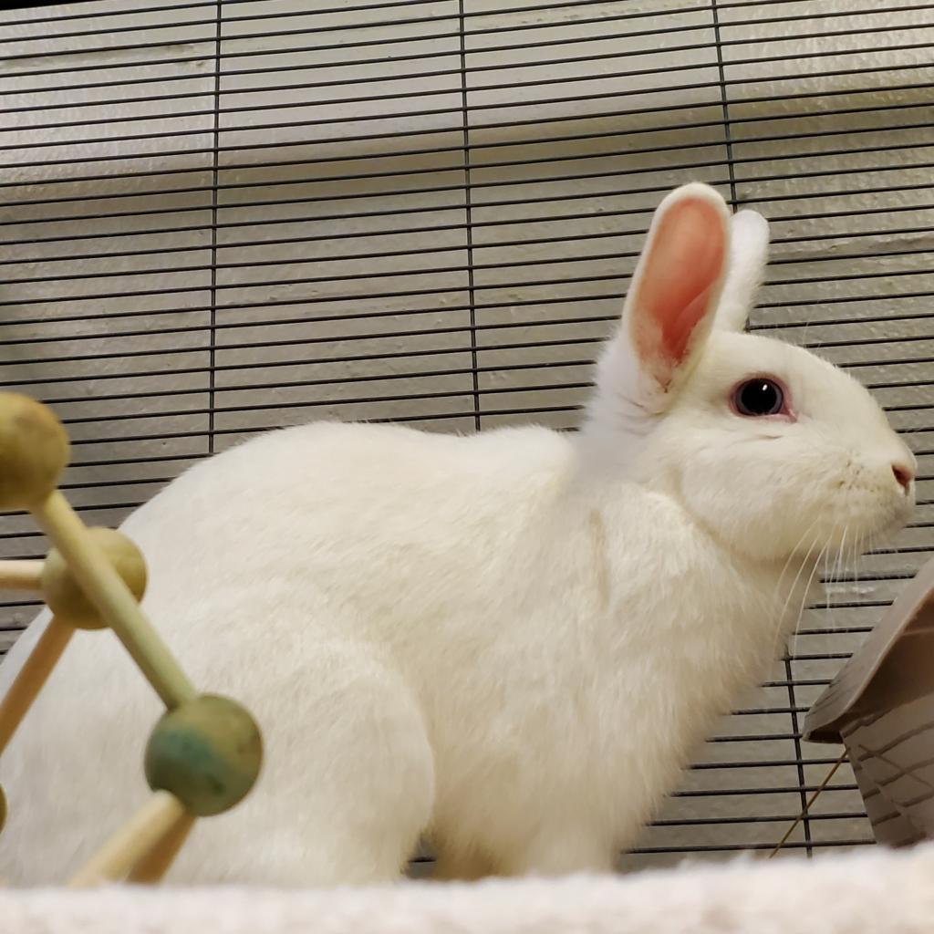 Rapunzel, a Adoptable American in Brea, CA image 3/6