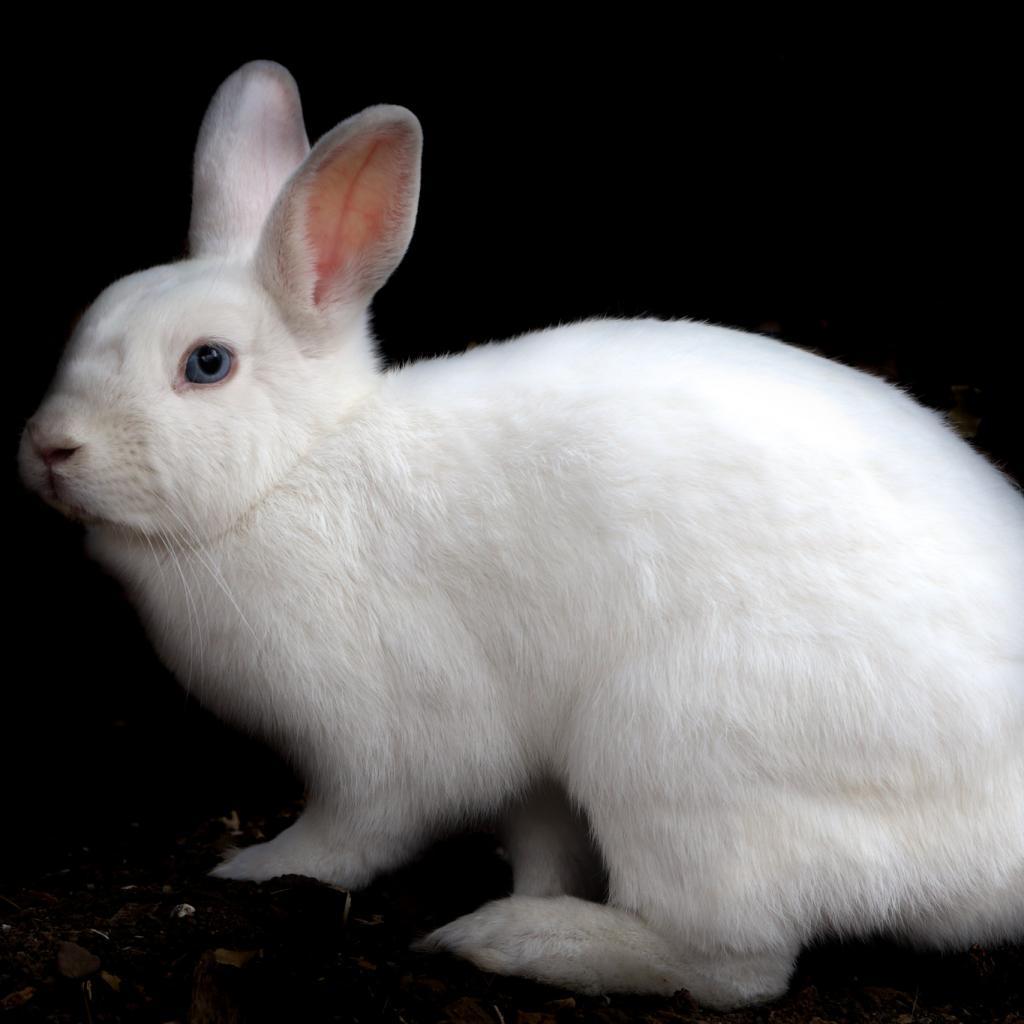 Rapunzel, a Adoptable American in Brea, CA image 6/6