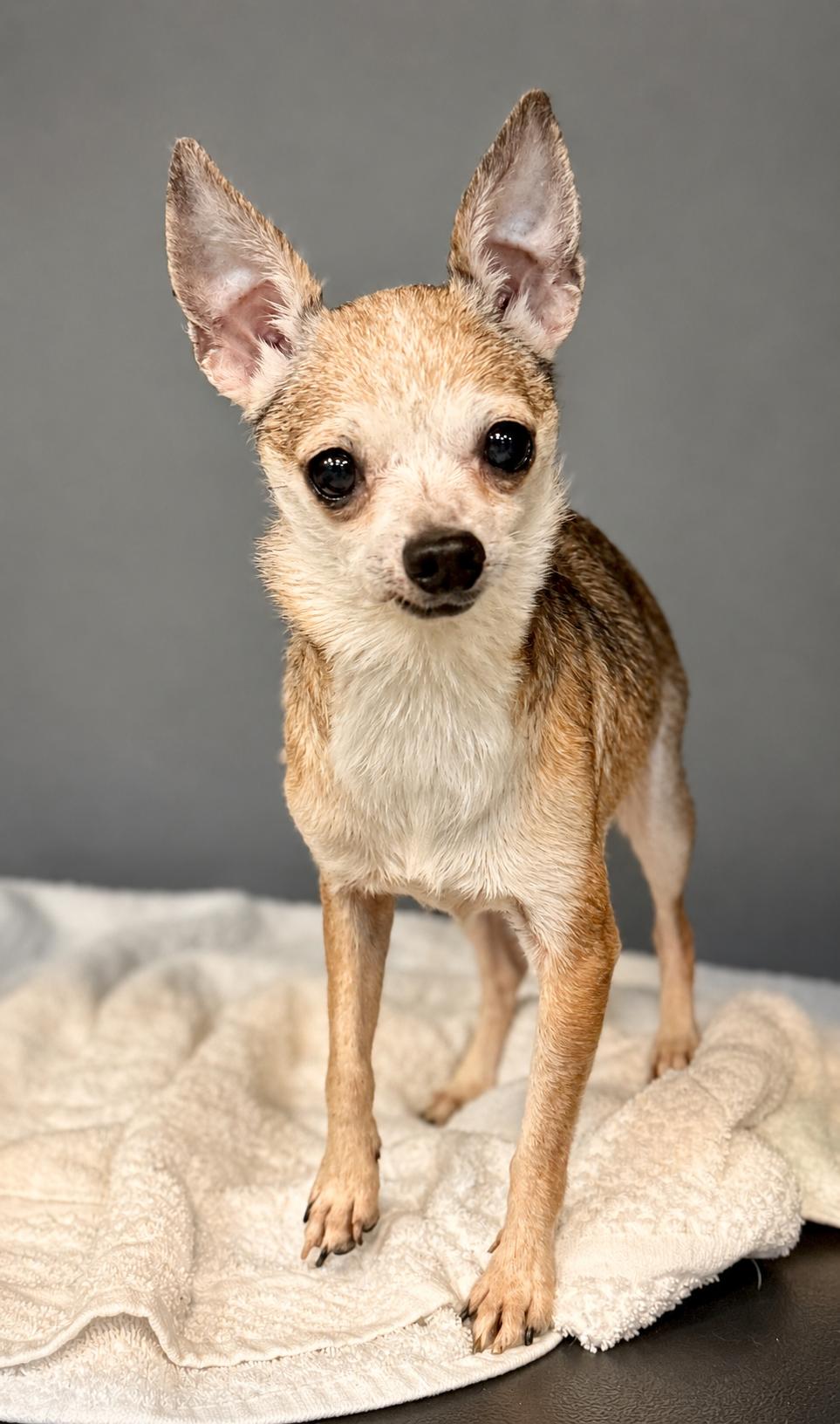 Todd 1954, adopted, Senior Male Chihuahua.