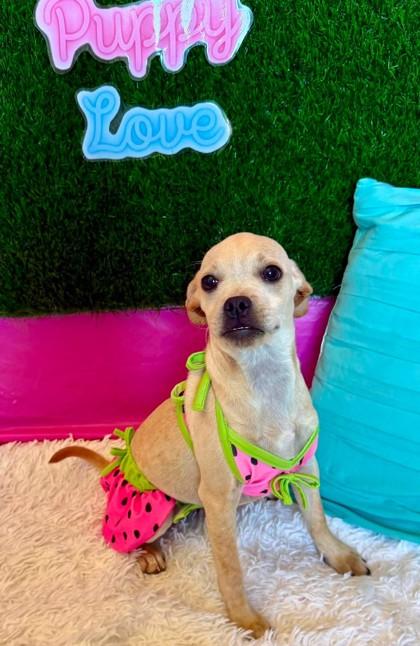 Latte, Adoptable, Puppy Female Chihuahua & Mixed Breed.