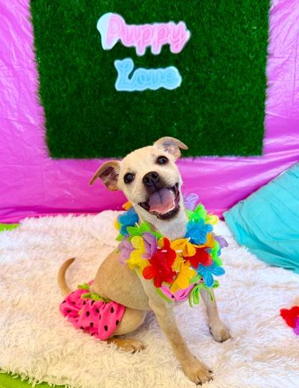 Latte, a Adoptable mixed breed in Visalia, CA image 1/2