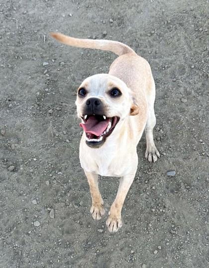 Enlarge Latte, a Adoptable mixed breed in Visalia, CA image 1/3