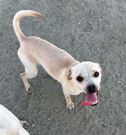 Enlarge Latte, a Adoptable mixed breed in Visalia, CA image 2/3