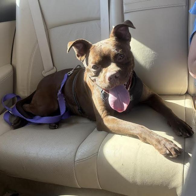 Mocha, Adoptable, Adult Female Boxer & Pit Bull Terrier.