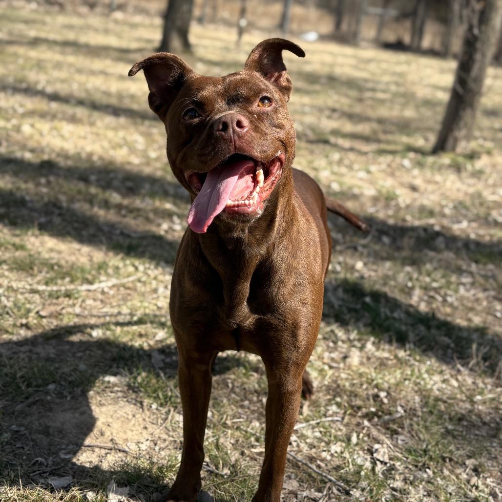 Enlarge Mocha, a Adoptable mixed breed in Manhattan, KS image 2/6