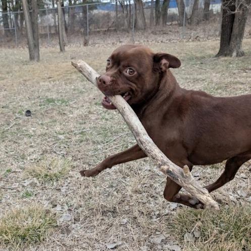 Enlarge Mocha, a Adoptable mixed breed in Manhattan, KS image 3/6