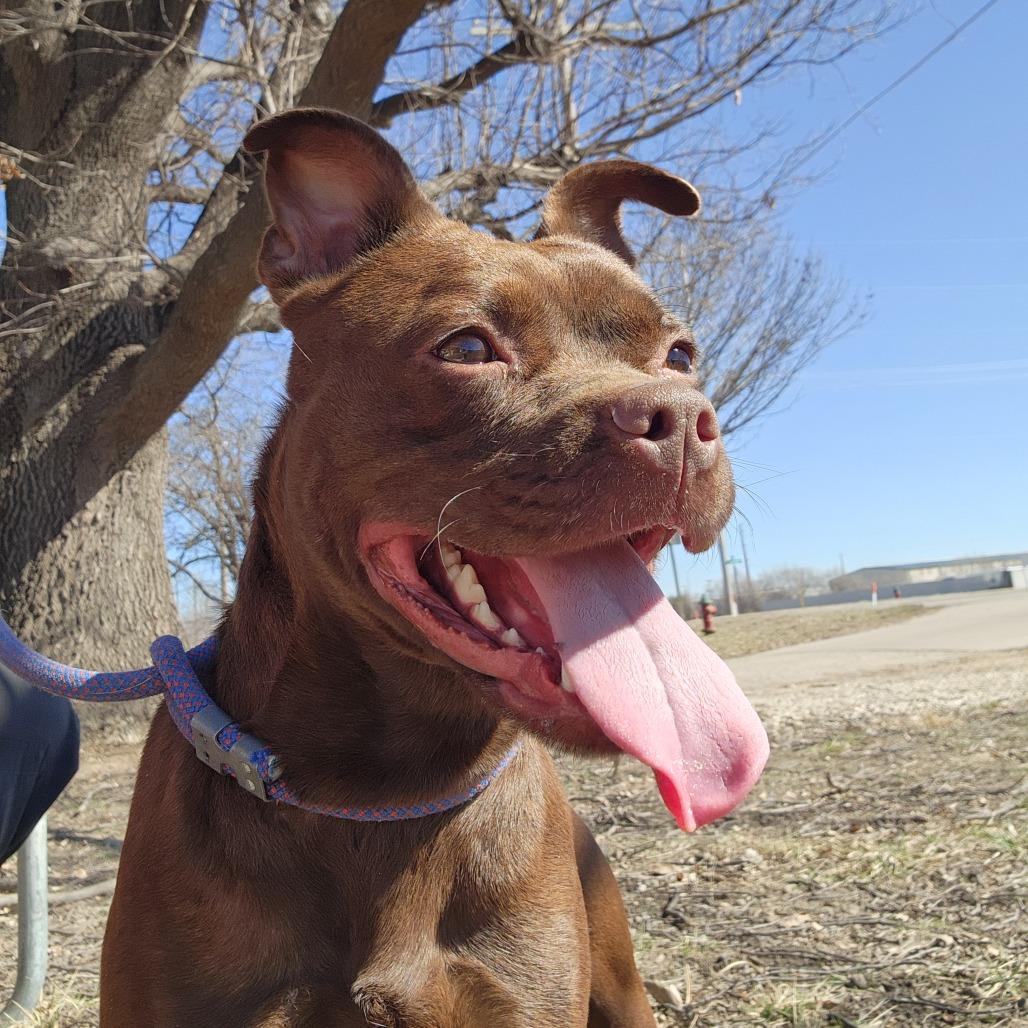 Enlarge Mocha, a Adoptable mixed breed in Manhattan, KS image 5/6