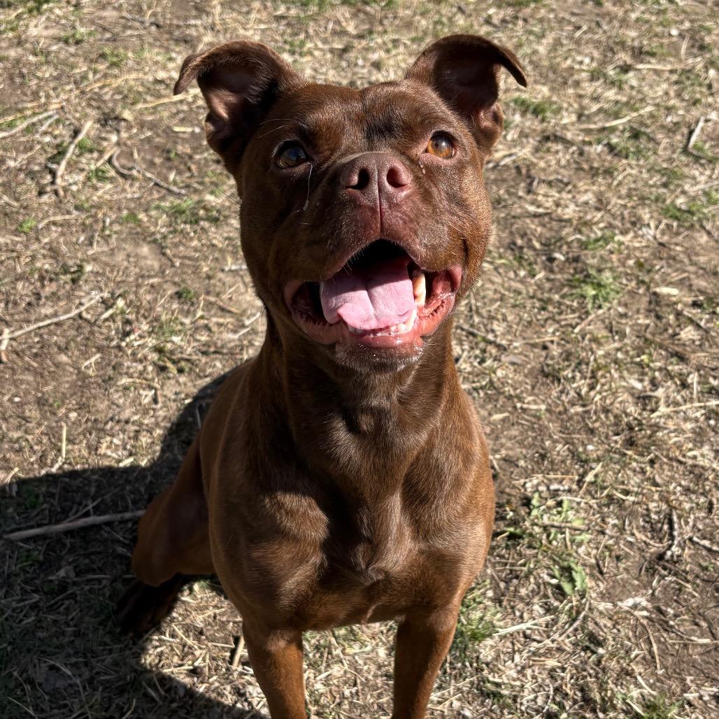 Enlarge Mocha, a Adoptable mixed breed in Manhattan, KS image 6/6