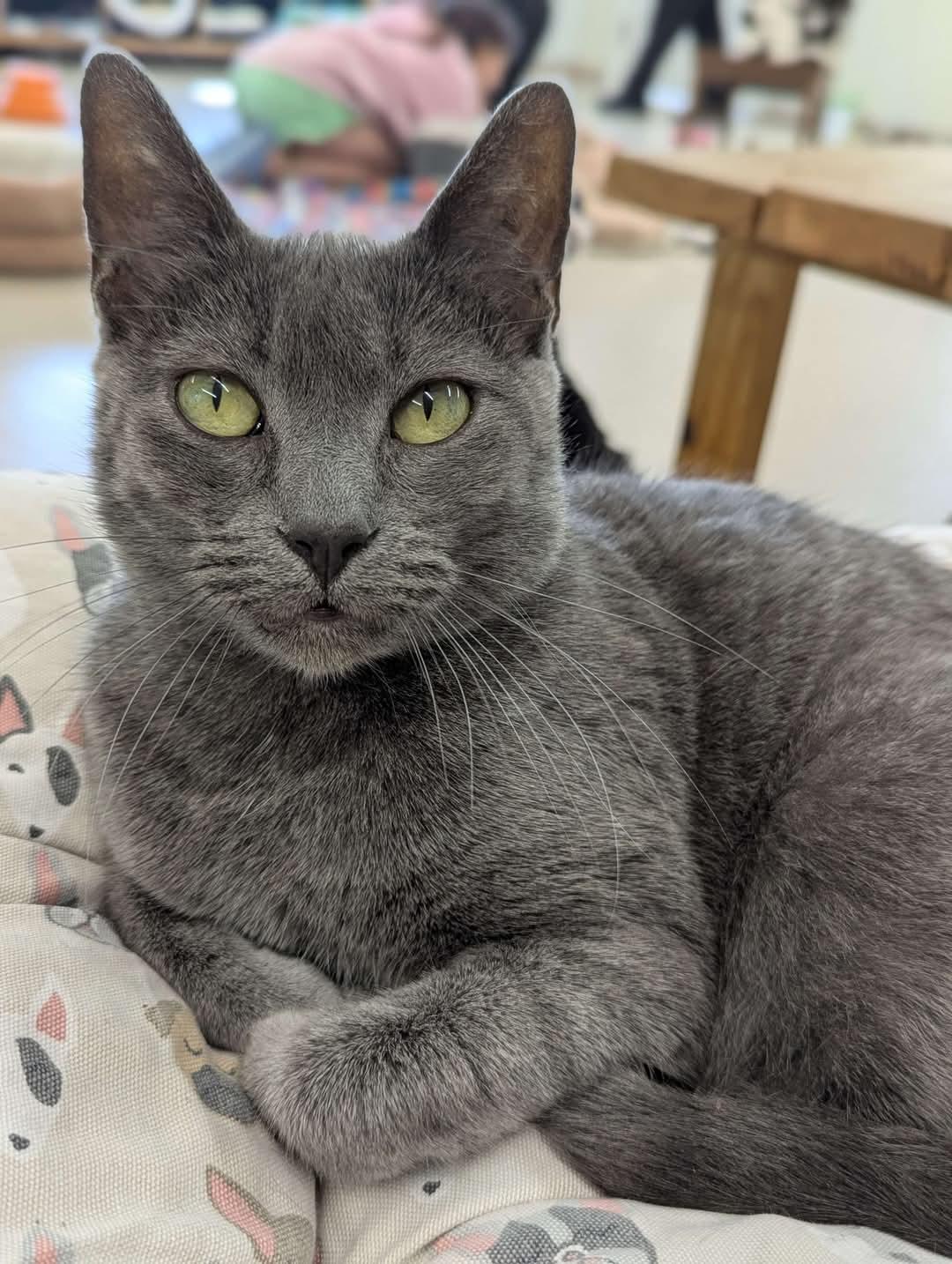 Church - Love Bug-FEE WAIVED 6